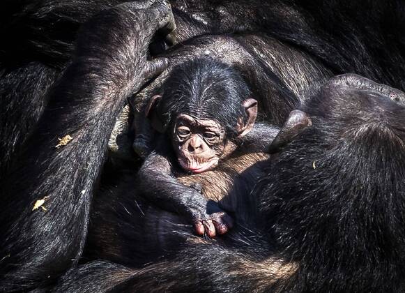 Bilder des Jahres 2020, Entertainment 04 April Entertainment Themen der Woche KW14 News Bilder des Tages 2020-04-01 12:37:15 HILVARENBEEK - The newborn chimpanzee walks outside with mother Pepa in Safaripark Beekse Bergen in Hilvarenbeek, The Netherlands, 01 April 2020. the chimpanzee was born this weekend. ANP REMKO DE WAAL  Copyright: xANPx xREMKOxDExWAALx x409187857x