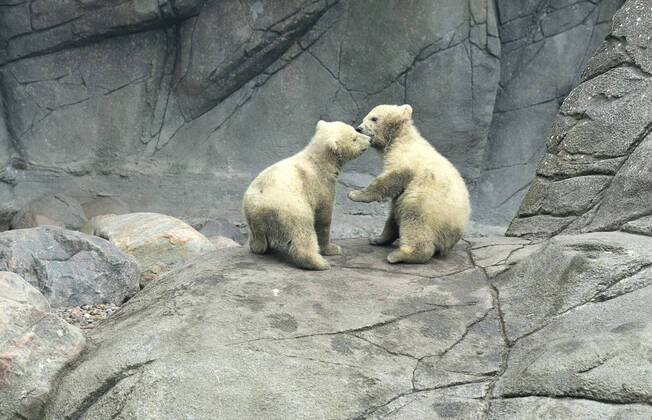 Bilder des Jahres 2020, Entertainment 04 April Entertainment Themen der Woche KW14 News Bilder des Tages Reportage fra et publikumstomt Aalborg Zoo, torsdag den 2. april 2020. Isbjoernen Malik er ude med sine to unger, en begivenhed der ellers ville have tiltrukket et stort publikum. Coronakrisen har lukket dyrehaven, og dyrepasserne arbejder i hold saa de undgaar at smitte hinanden. , Aalborg Jylland Denmark Copyright: HenningxBagger HenningxBaggerx spdk20200402-144403-L