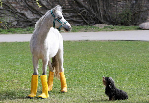 Bilder des Jahres 2020, Entertainment 04 April Entertainment Themen der Woche KW15 News Bilder des Tages 09.04.2020, Neuenhagen, Brandenburg, GER - Pony in Gummistiefeln wartet mit seinem Freund dem Rauhaardackel auf Regen. (aussen, Aussenaufnahme, Brandenburg, Dackel, deutsch, Deutschland, Europa, europaeisch, Gummistiefel, Humor, Hund, Kleinpferd, lustig, Meteorologie, Neuenhagen, niemand, Pony, QF, Querformat, Rauhaardackel, skurril, Skurriles, Tiere, Tierreich, Tierwelt, Trockenperiode, warten, wartend, Westeuropa, Wetter, Witz, witzig) 200409D510NEUENHAGEN.JPG