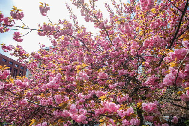 April 14, 2020, New York, NEW YORK, EUA: Movement in Washington Square Park in the spring of New York during the Coronavirus COVID-19 pandemic in the United States. New York USA - ZUMAc233 20200414_zsp_c233_084 Copyright: xVanessaxCarvalhox