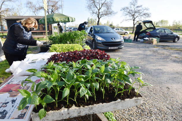 Drive-thru market in Cakovec, Croaita 15.04.2020., Cakovec, Croatia - People buy food without getting off the car at a drive-thru market in Cakovec, Croatia. VjeranxZganecxRogulja PIXSELL