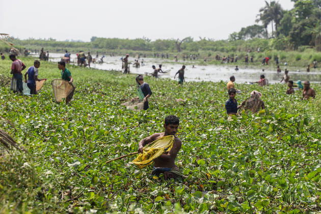 Finding alternative ways of earn amid COVID-19 Many people who have already lost their jobs during the nationwide complete lockdown, are now looking for the alternative ways to earn money. Today almost hundreds of fishermen (Some of them were from different professions) observed in a canal, who were catching small fishes to sell them in the markets to earn money. Kolkata West Bengal India Copyright: JitxChattopadhyay