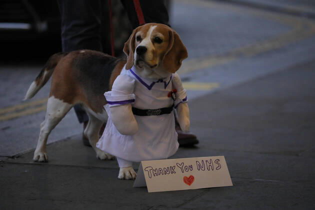 (200417) -- LONDON, April 17, 2020 (Xinhua) -- Photo taken on April 16, 2020 shows a dog ahead of the weekly clap for the NHS (National Health Service) in London, Britain. (Photo by Tim Ireland Xinhua) BRITAIN-LONDON-COVID-19-NHS-CLAPPING 