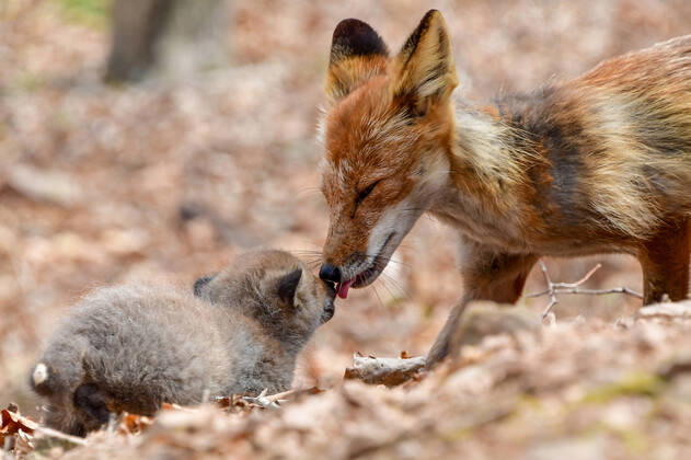 Bilder des Jahres 2020, Entertainment 04 April Entertainment Themen der Woche KW16 News Bilder des Tages VLADIVOSTOK, RUSSIA - APRIL 18, 2020: A family of foxes seen on Vladivostok s Russky Island. The population of foxes on Russky Island is recovering after a decline in the 1990s caused by a wide spread of poaching. Yuri Smityuk TASS  TS0D6303