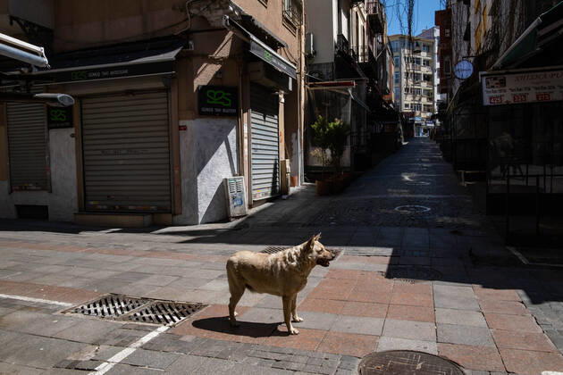 (200419) -- ISTANBUL, April 19, 2020 (Xinhua) -- A dog is seen on an empty road amid the COVID-19 pandemic in Istanbul, Turkey, April 18, 2020. Turkey s COVID-19 cases on Saturday surged to 82,329 after 3,783 new cases were confirmed, becoming the hardest-hit country of the novel coronavirus in the Middle East. (Xinhua) TURKEY-ISTANBUL-COVID-19 
