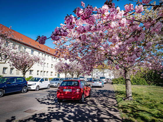Berlin Pankow, Straßenszene mit Japanischer Zierkirsche Berlin Pankow