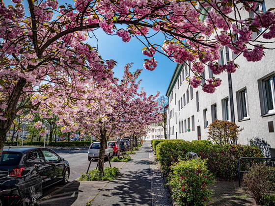 Berlin Pankow, Straßenszene mit Japanischer Zierkirsche Berlin Pankow