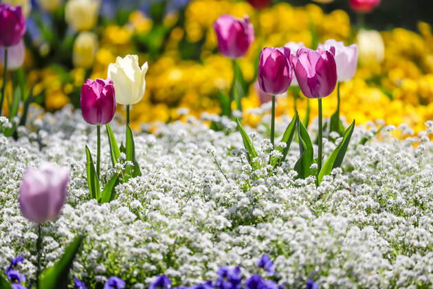 DEU; Deutschland, Baden-Württemberg, Stuttgart, 20.04.2020 - Frühlingsblumen. Park in Stuttgart.