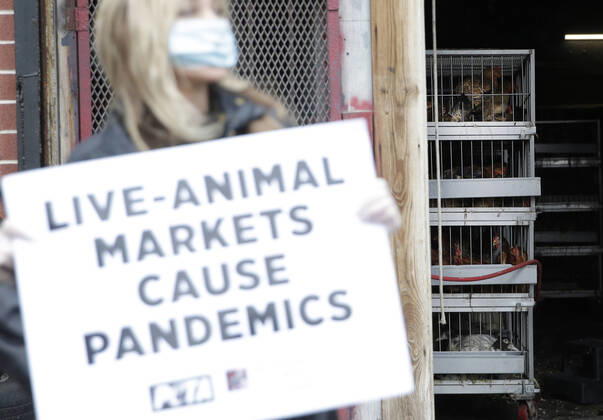 A protester holds a sign standing in front T & S Live Poultry as PETA holds a protest urging closures to live-animal markets in order to stop animal-borne diseases from spreading in New York City on Tuesday, April 21, 2020. The Coronavirus is believed to have originated in a wet market in China, where live and dead animals were sold for food.  NYP20200421115 JOHNxANGELILLO