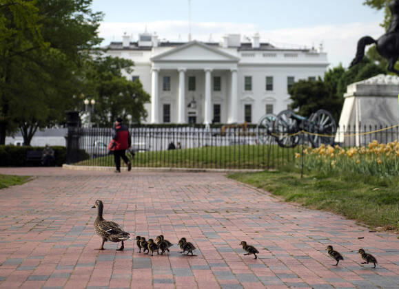 A duck and her ducklings navigate Lafayette Park near the White House in Washington, D.C. on Tuesday, April 21, 2020.  WAP20200421326C KEVINxDIETSCH