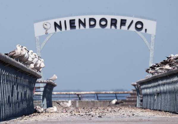 Gesperrte Seebruecke in Niendorf mit Moewen Niendorf