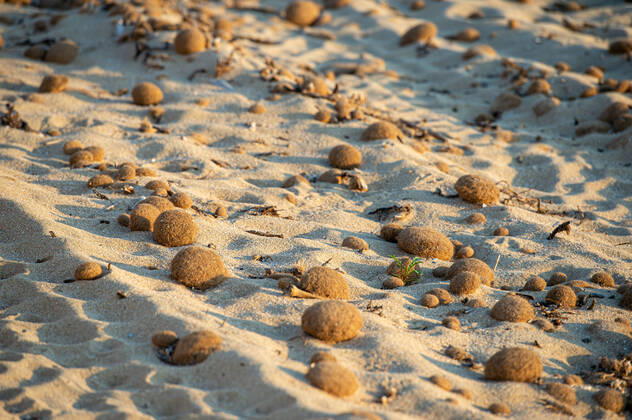 20200423 Corona Lock down in Mallorca PALMA DE MALLORCA, SPAIN - APRIL 23 2020 : Empty dirty Beach at the Playa de Palma at - Corona Lock down in Mallorca on April 23, 2020 in Palma de Mallorca, . Palma de Mallorca Baleares Spain
