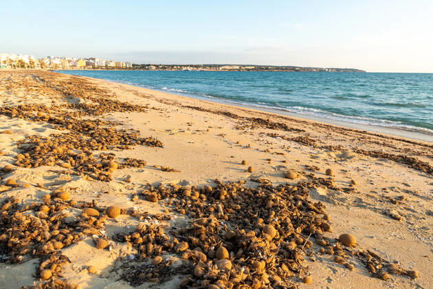 20200423 Corona Lock down in Mallorca PALMA DE MALLORCA, SPAIN - APRIL 23 2020 : Empty dirty Beach at the Playa de Palma at - Corona Lock down in Mallorca on April 23, 2020 in Palma de Mallorca, . Palma de Mallorca Baleares Spain
