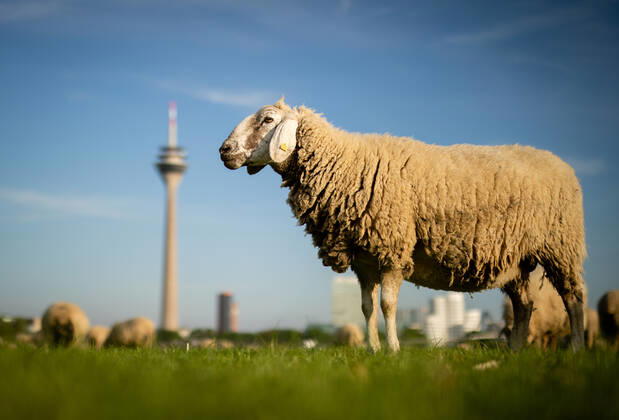 Düsseldorf Schafe Düsseldorf, 23.04.2020 Schafe genießen den Düsseldorfer Frühling Düsseldorf