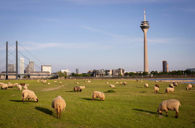 Düsseldorf Schafe Düsseldorf, 23.04.2020 Schafe genießen den Düsseldorfer Frühling Düsseldorf