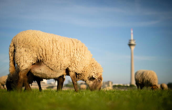 Düsseldorf Schafe Düsseldorf, 23.04.2020 Schafe genießen den Düsseldorfer Frühling Düsseldorf