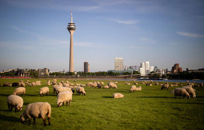Düsseldorf Schafe Düsseldorf, 23.04.2020 Schafe genießen den Düsseldorfer Frühling Düsseldorf