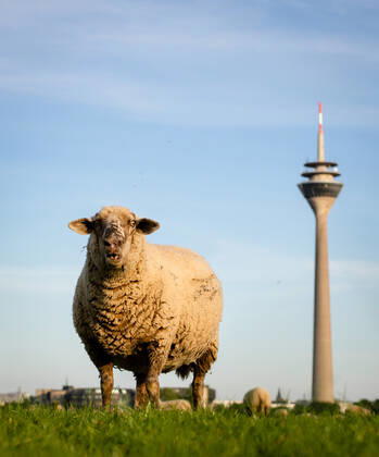 Düsseldorf Schafe Düsseldorf, 23.04.2020 Schafe genießen den Düsseldorfer Frühling Düsseldorf