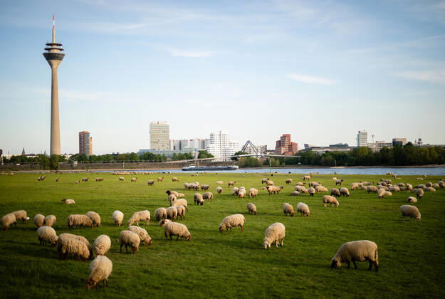 Düsseldorf Schafe Düsseldorf, 23.04.2020 Schafe genießen den Düsseldorfer Frühling Düsseldorf