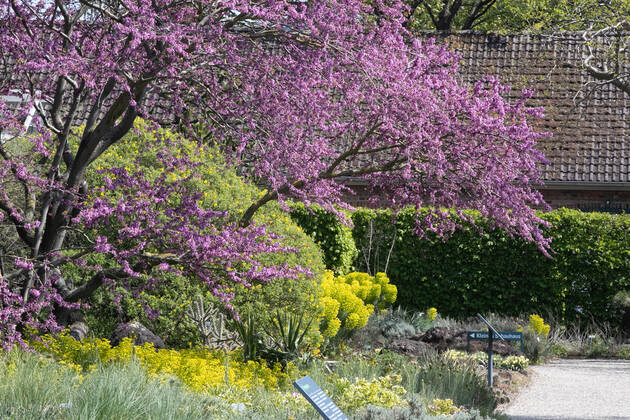 Hannover, 24.04.2020, Corona-Krise nach Shutdown öffnen ab heute wieder die Herrenhäuser Gärten-Berggarten,