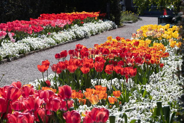 Hannover, 24.04.2020, Corona-Krise nach Shutdown öffnen ab heute wieder die Herrenhäuser Gärten-Berggarten,