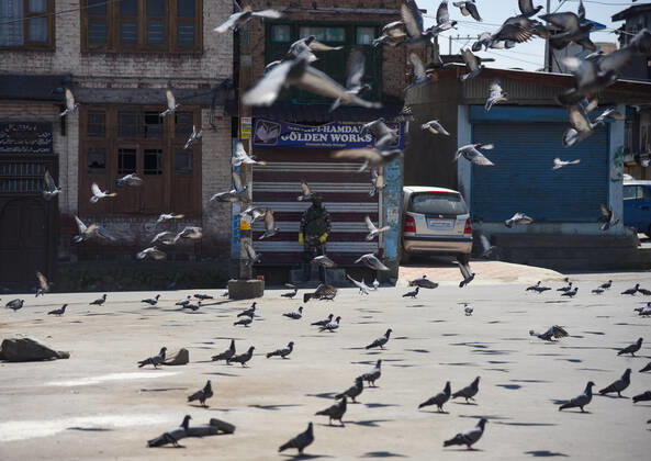 April 24, 2020, Srinagar, India: Pigeons during the nationwide lockdown..India s Health Ministry has so far recorded a total 23,452 infections, death 272 and recovered 4,814 cases since the beginning of the corona virus outbreak. Srinagar India - ZUMAs197 20200424_zaa_s197_030 Copyright: xIdreesxAbbasx