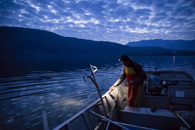 Brison-Saint-Innocent, France April 25, 2020 - Professional fisherman Mickael Ranson continues to work during the confinement period, he raises his nets in Lac Du Bourget in the early morning PECHEUR, PECHE, CONFINEMENT, POISSON, LAC DU BOURGET, SAVOIE, CHAUTAGNE, METIERS, EAUX POISSONEUSES, ECONOMIE, TRAVAIL, CONFINEMENT, ALIMENTATION, ALIMENTAIRE, PECHER, FILETS DE PECHE, ACTIVITE PROFESSIONNELLE, ALPES, GESTION PISCICOLE, RESSOURCES NATURELLES, MANGER, SE NOURRIR, APPROVISIONNEMENT, AUBE, MATIN, MATINAL, LEVE TOT, DENREES ALIMENTAIRES, PRODUITS LOCAUX, PRODUCTION LOCALE, LAVARETS, CAPTURE, CAPTURER, FERA,  Copyright: xVincentxIsorex
