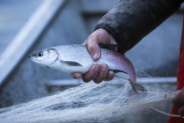 Brison-Saint-Innocent, France April 25, 2020 - Professional fisherman Mickael Ranson continues to work during the confinement period, he raises his nets in Lac Du Bourget in the early morning PECHEUR, PECHE, CONFINEMENT, POISSON, LAC DU BOURGET, SAVOIE, CHAUTAGNE, METIERS, EAUX POISSONEUSES, ECONOMIE, TRAVAIL, CONFINEMENT, ALIMENTATION, ALIMENTAIRE, PECHER, FILETS DE PECHE, ACTIVITE PROFESSIONNELLE, ALPES, GESTION PISCICOLE, RESSOURCES NATURELLES, MANGER, SE NOURRIR, APPROVISIONNEMENT, AUBE, MATIN, MATINAL, LEVE TOT, DENREES ALIMENTAIRES, PRODUITS LOCAUX, PRODUCTION LOCALE, LAVARETS, CAPTURE, CAPTURER, FERA,  Copyright: xVincentxIsorex