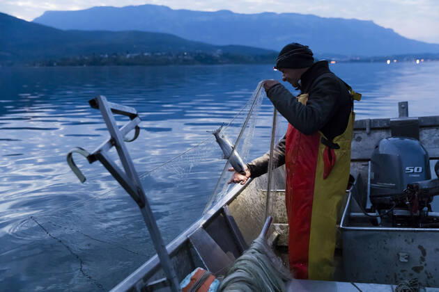 Brison-Saint-Innocent, France April 25, 2020 - Professional fisherman Mickael Ranson continues to work during the confinement period, he raises his nets in Lac Du Bourget in the early morning PECHEUR, PECHE, CONFINEMENT, POISSON, LAC DU BOURGET, SAVOIE, CHAUTAGNE, METIERS, EAUX POISSONEUSES, ECONOMIE, TRAVAIL, CONFINEMENT, ALIMENTATION, ALIMENTAIRE, PECHER, FILETS DE PECHE, ACTIVITE PROFESSIONNELLE, ALPES, GESTION PISCICOLE, RESSOURCES NATURELLES, MANGER, SE NOURRIR, APPROVISIONNEMENT, AUBE, MATIN, MATINAL, LEVE TOT, DENREES ALIMENTAIRES, PRODUITS LOCAUX, PRODUCTION LOCALE, LAVARETS, CAPTURE, CAPTURER, FERA,  Copyright: xVincentxIsorex