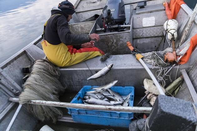 Brison-Saint-Innocent, France April 25, 2020 - Professional fisherman Mickael Ranson continues to work during the confinement period, he raises his nets in Lac Du Bourget in the early morning PECHEUR, PECHE, CONFINEMENT, POISSON, LAC DU BOURGET, SAVOIE, CHAUTAGNE, METIERS, EAUX POISSONEUSES, ECONOMIE, TRAVAIL, CONFINEMENT, ALIMENTATION, ALIMENTAIRE, PECHER, FILETS DE PECHE, ACTIVITE PROFESSIONNELLE, ALPES, GESTION PISCICOLE, RESSOURCES NATURELLES, MANGER, SE NOURRIR, APPROVISIONNEMENT, AUBE, MATIN, MATINAL, LEVE TOT, DENREES ALIMENTAIRES, PRODUITS LOCAUX, PRODUCTION LOCALE, LAVARETS, CAPTURE, CAPTURER, FERA,  Copyright: xVincentxIsorex