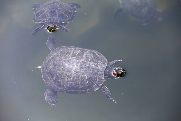 About 30 water turtles live in a fountain pound 25.04.2020., Croatia, Rijeka - About 30 water turtles live in a fountain pound that is part of the Vidikovac water reservoir at the City Water Supply on Boulevard. GoranxKovacic PIXSELL
