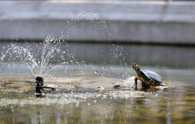 News Bilder des Tages About 30 water turtles live in a fountain pound 25.04.2020., Croatia, Rijeka - About 30 water turtles live in a fountain pound that is part of the Vidikovac water reservoir at the City Water Supply on Boulevard. GoranxKovacic PIXSELL