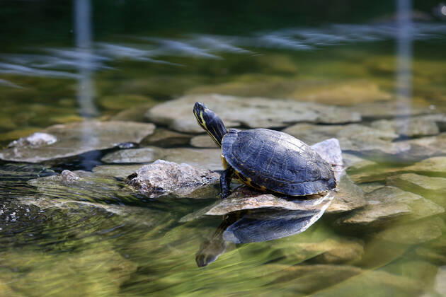 About 30 water turtles live in a fountain pound 25.04.2020., Croatia, Rijeka - About 30 water turtles live in a fountain pound that is part of the Vidikovac water reservoir at the City Water Supply on Boulevard. GoranxKovacic PIXSELL