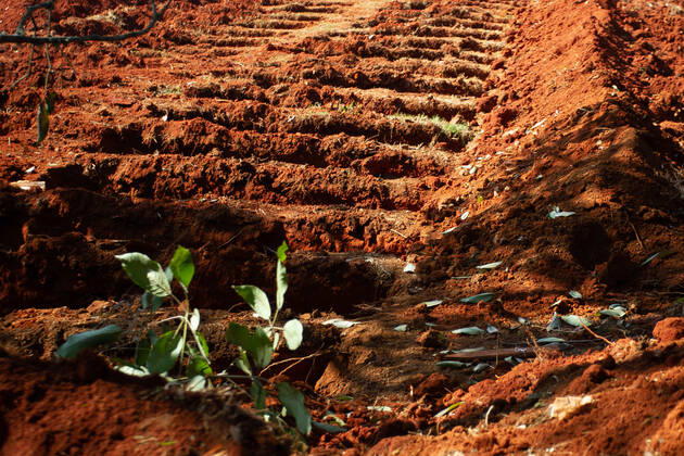 SÃO PAULO, SP - 25.04.2020: COVAS CONTINUAM SENDO ABERTAS EM SÃO PAULO - Due to the increase in cases of COVID-19, this Saturday (25) Machines continue to open new graves at the Vila Formosa Cemetery on the east side of São Paulo. x1907050x  AntonioxMolina