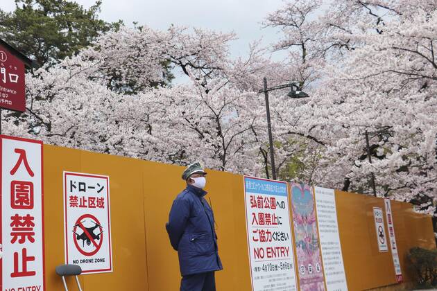 Cherry Blossoms in Japan Cherry blossoms are in full bloom at Hirosaki Park in Hirosaki, Aomori Prefecture, northeastern Japan, on April 26, 2020. The park is closed amid the coronavirus pandemic. 