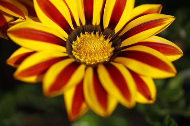 Düsseldorf, Deutschland, 24.04.2020 Die Gazanien, auch Mittagsgold, Mittagsgoldblumen und Sonnentaler genannt, sind eine Pflanzengattung in der Unterfamilie der Cichorioideae innerhalb der Familie der Korbblütler.