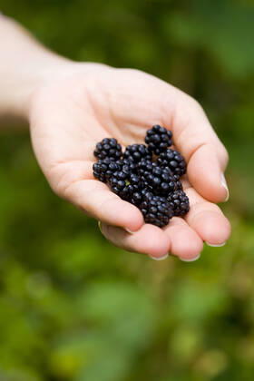 brombeere
