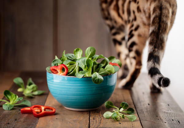 katze,salat,desinteressiert