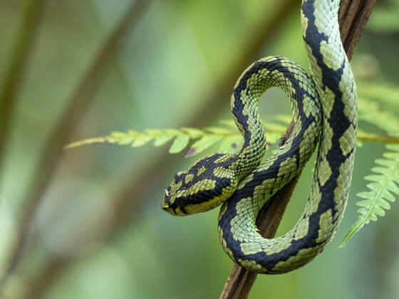 Creative Highlights World An adult Sri Lanka green pit viper (Trimeresurus trigonocephalus), in the Sinharaja Rainforest Reserve, Sri Lanka, Asia Copyright: MichaelxNolan 1112-4894