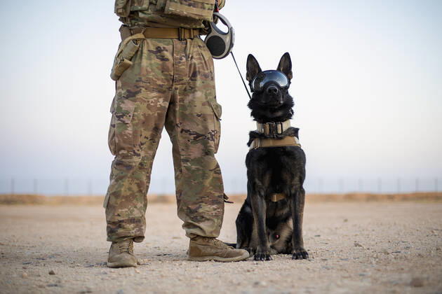 U.S. Army Spc. Joe Lane and his military working dog, Nick, of the 1st Battalion, 5th Infantry Regiment, 1st Brigade Combat Team, 25th Infantry Division, pose for a photo at Al Asad Air Base, Iraq, May 29, 2020. Where: Iraq When: 29 May 2020 Credit: US Army Cover Images **Editorial use only** Copyright: xx 40552065 EDITORIAL USE ONLY. NOT FOR USE BY NEWSPAPERS BASED IN THE UK.