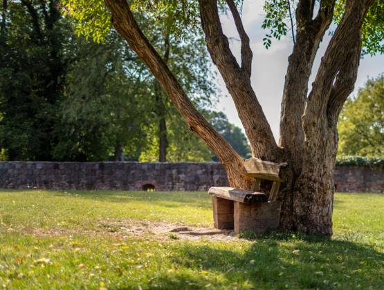 IMAGO Creative, Sommer, Schatten-Plätze bei Hitze Baum mit kleiner Holzbank