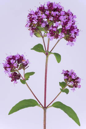 Gemeiner Dost, Scharfer Oreganum, Wilder Majoran, Oregano, Echter Dost, Wilder Dost (Origanum vulgare), bluehend vor violettem Hintergrund, Deutschland wild origanum, wild marjoram (Origanum vulgare), blooming , Germany, Bavaria, Murnauer Moos BLWS620101