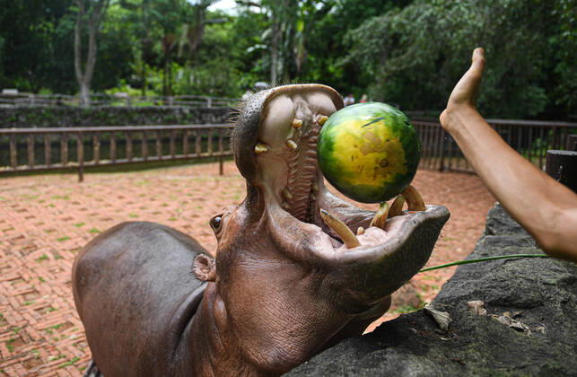 Bilder des Jahres 2020, Entertainment 06 Juni Entertainment Themen der Woche KW26 News Bilder des Tages (200625) -- HAIKOU, June 25, 2020 -- A hippo enjoys a watermelon at the Hainan Tropical Wildlife Park and Botanical Garden in Haikou, south China s Hainan Province, June 25, 2020. The Dragon Boat Festival, also called the Duanwu Festival, falls on June 25 this year. The staff members of Hainan Tropical Wildlife Park and Botanical Garden made special Zongzi and dragon boat shaped snacks for animals to celebrate the festival. ) CHINA-HAINAN-HAIKOU-DRAGON BOAT FESTIVAL-ZOO (CN) PuxXiaoxu 