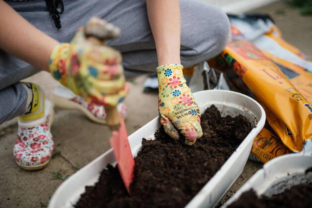 IMAGO Creative: Ende des Sommers Gardener plants colorful herbs with protective gloves in garden soil. Malo Laole, Brani?evo District, Serbia CR_NEST200611-415945-01 ,model released, Symbolfoto