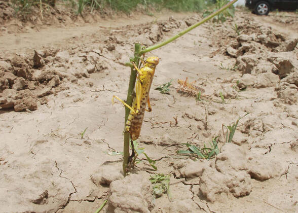 Bilder des Jahres 2020, News 06 Juni News Themen der Woche KW26 JHAJJAR, INDIA - JUNE 27: A locust seen on an open field, at Khudan, in Machharoli village, on June 27, 2020 in Jhajjar, India. (Photo by Manoj Dhaka HindustanTimes) Locust Attack In Haryana s Jhajjar