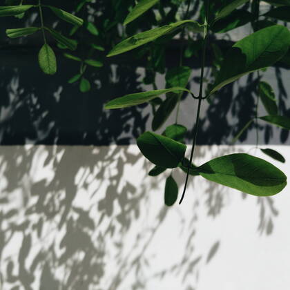 Light and shadow  435285495174791172