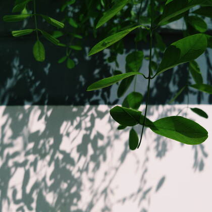 Light and shadow  435285503765512205