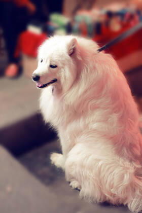 Dog 458322119200735260