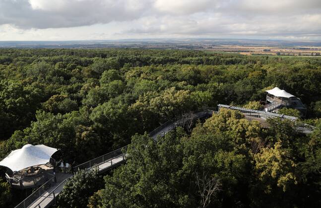 Baumkronenpfad Schönstedt 15.07.2020 , Schönstedt, Baumkronenpfad im Nationalpark Hainich