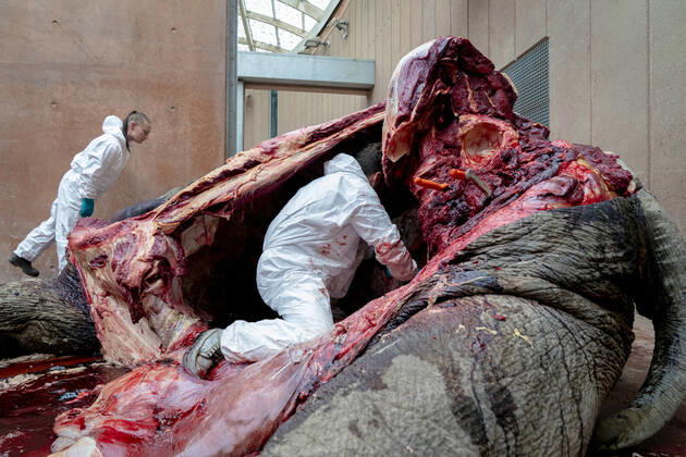 Bilder des Jahres 2020, News 07 Juli News Themen der Woche KW30 News Bilder des Tages Kopenhagen, Obduktion eines toten Elefanten Dyrepassere og dyrlaeger obducerer hanelefanten Chang i Zoologisk Have Koebenhavn, fredag den 24. juli 2020. Hanelefanten Chang har i halvanden maaned vaeret i behandling for en sjaelden tilstand, der har forsaget vaevsdoed i en kirtel ved tindingen. Elefanten, der blev foedt i Koebenhavn Zoo og var far til 20, bedstefar til 16 og oldefar til 3, blev 38 aar.. , Copenhagen Denmark  Copyright: RitzauxScanpix IdaxMariexOdgaardx cop103 spdk20200724-175049-L